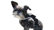 Comfortable Non-Allergenic GPS Tracker for Dog Collar Mount GSM Tracking Device Size:M