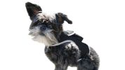 NEW Portable Wireless Small Dog GPS Tracker Rechargeable Collar Finder Size:L